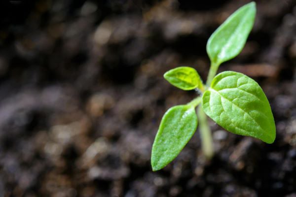Iris Giardini di Mari Leo a Porto Torres, provincia di Sassari in Sardegna. Servizi di analisi, consulenza, progettazione, realizzazione e manutenzione di aree verdi pubbliche e private.
