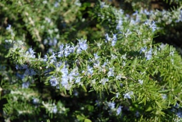Iris Giardini di Mari Leo a Porto Torres, provincia di Sassari in Sardegna. Servizi di analisi, consulenza, progettazione, realizzazione e manutenzione di aree verdi pubbliche e private.